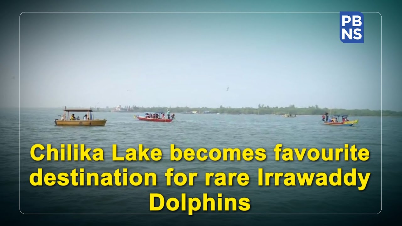 Chilika Lake becomes favourite destination for rare Irrawaddy Dolphins