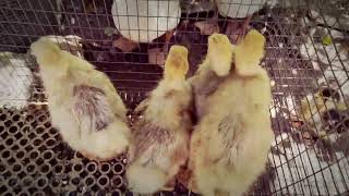 Geese honking in Harmony | Suara angsa dewasa dan anak angsa asli