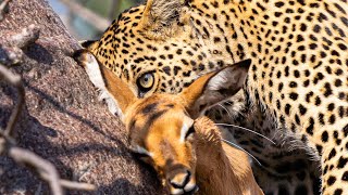 Male Leopard With A Very Fresh baby Impala In A Tree.