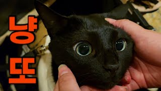 [천재묘 다홍] 박수홍 고양이가 천재인 이유ㅣ물놀이하는 고양이ㅣ산책하는 고양이 ㅣ사람 화장실 사용하는 고양이 ㅣ 옷입는 고양이ㅣ냥또 고양이 다홍이 모음ㅣ