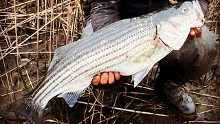 **MUST HAVE** Lures + TIPS and TRICKS for more SUCCESS with Spring STRIPED BASS Fishing