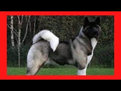 Video: Kuidas hakkab koer Hip-düsplaasiaga?