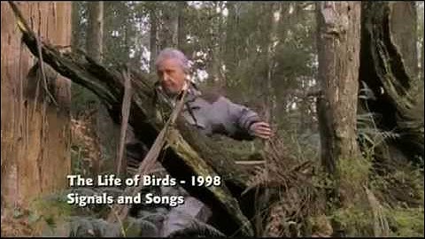 Amazing Lyre bird, BBC David Attenborough