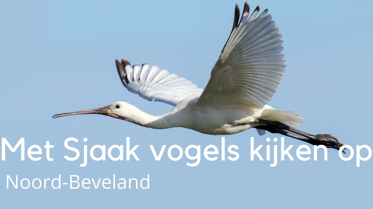 Vogels kijken op Noord-Beveland #1619
