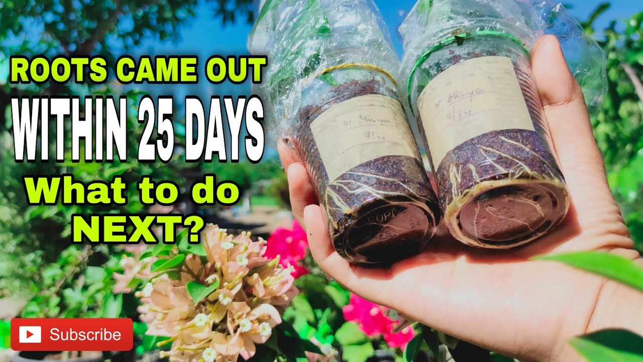 Bougainvillea Propagation | Tips Kung Anong Gagawin Kapag Lumabas na ang mga Ugat