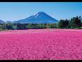 富士本栖湖リゾート(富士芝桜まつり会場)ライブカメラ / Live Camera ”Fuji Motosuko Resort”