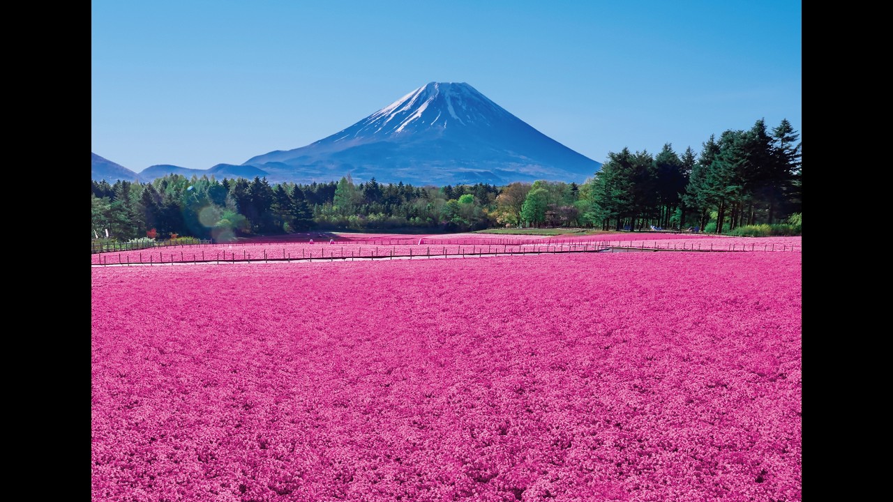 富士 芝 桜 ライブ カメラ