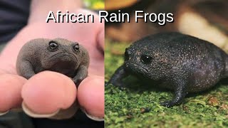 African Rain Frogs that Looks Sad or Angry