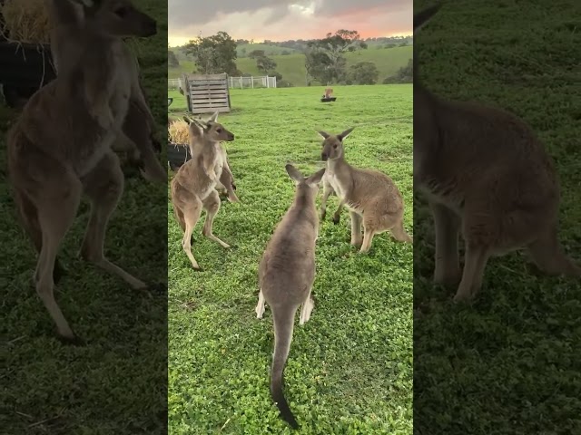 Kangaroo fight 🦘