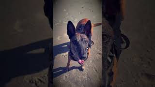 K9 Gator - Officially VESTED! #malinoismonday #belgianmalinois #policek9