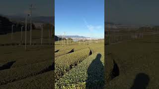 Beautiful Scene In Shizuoka.