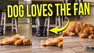 Dog Lays in Front of a Fan, Rolls on His Back and Lets the Fan Blow Air on His Belly