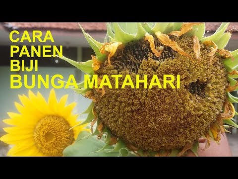 How to harvest sunflower seeds