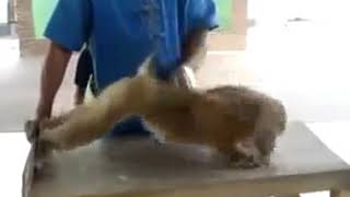 Monyet olah raga lucu banget