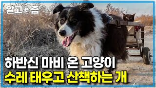 '서로 가족인 걸 아는 거 같아요' 차갑게 죽어가던 중 극적으로 구조되었지만, 하반신 마비로 걷기 힘든 고양이의 다리가 되어준 반려견┃고양이를 부탁해┃알고e즘