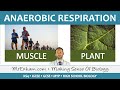 Respiration Quiz