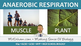 Anaerobic Respiration - GCSE Biology (9-1)