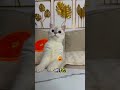 猫に騙された！ 🐈🪴