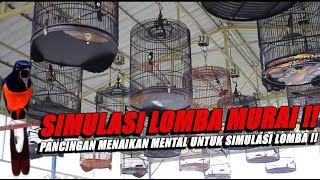 SIMULASI MURAI BATU PANCINGAN MENAIKAN MENTAL UNTUK LATIHAN/SIMULASI LOMBA ‼️