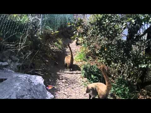 MANADA DE COATIS