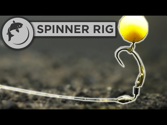 How To Tie The Spinner or Ronnie Rig For Carp Fishing 