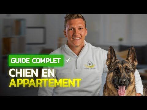 Vidéo: Quelle doit être la taille d'un appartement pour un chien ?