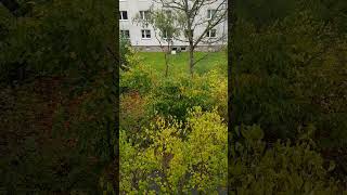 Я в первую очередь Нохчо🤫 и каждый Нохчо, мой брат✊ кроме радикалов🤮