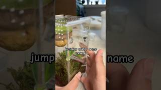 Jumping Spider Name Reveal