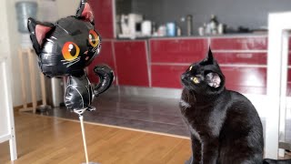 Cat Mia meets a similar-looking balloon by Stories of my cats 1,472 views 1 year ago 2 minutes, 3 seconds