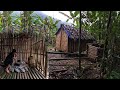 Pick Up The Snails For Food In The Tropical Rain Forest, Survival Instinct, Primitive Survival