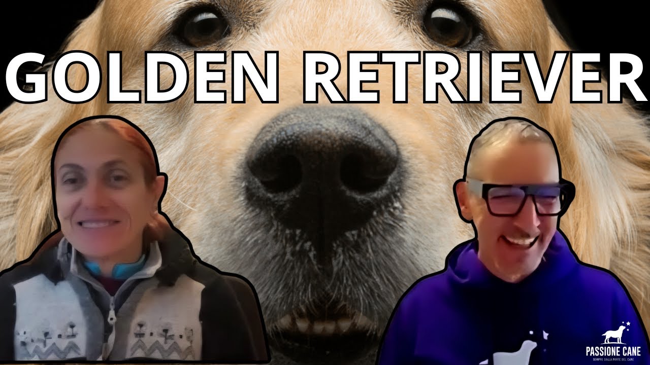 GOLDEN RETRIEVER: CHI SONO, CARATTERISTICHE, PERSONALITÀ, STORIA