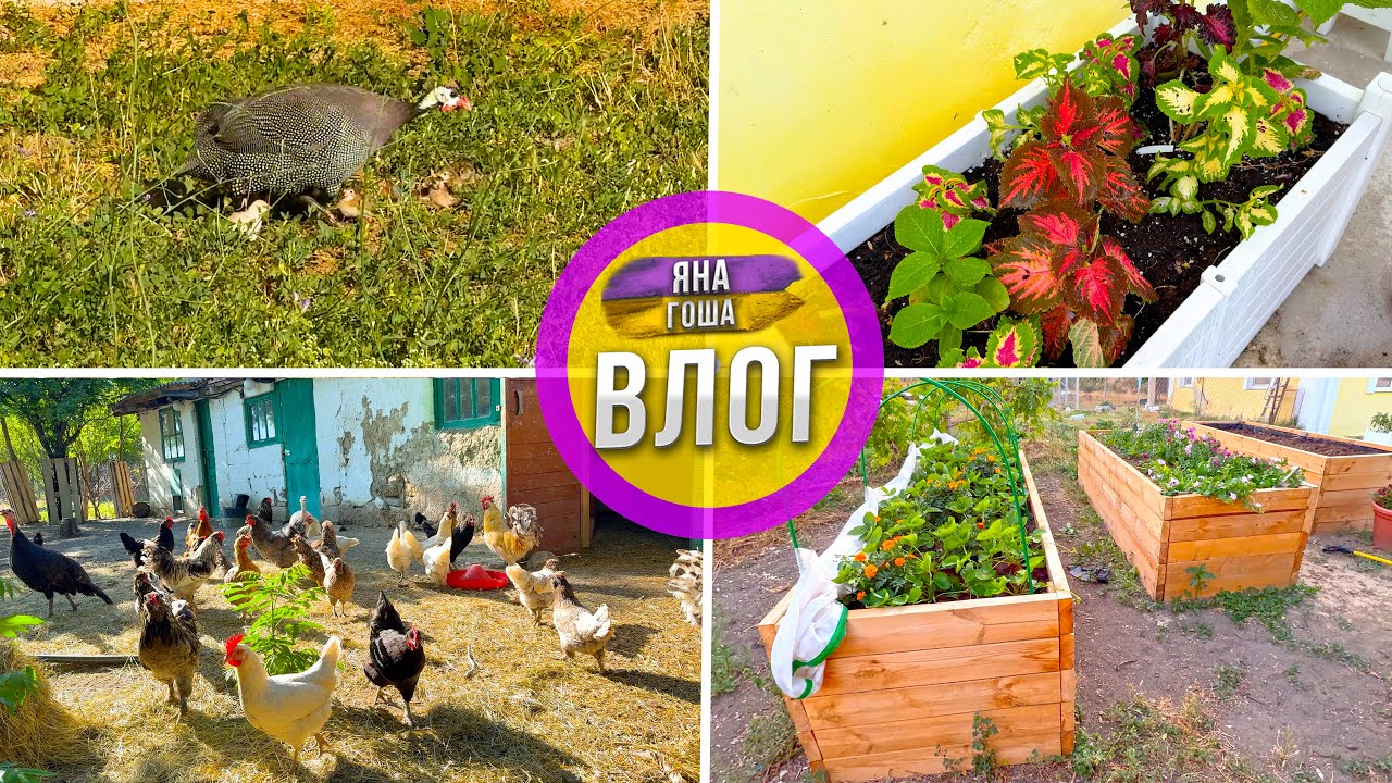 Цесарка неожиданно вывела цыплят! Ходит с ними по всему селу! Козы. Курицы. Цветы. Выоские грядки.