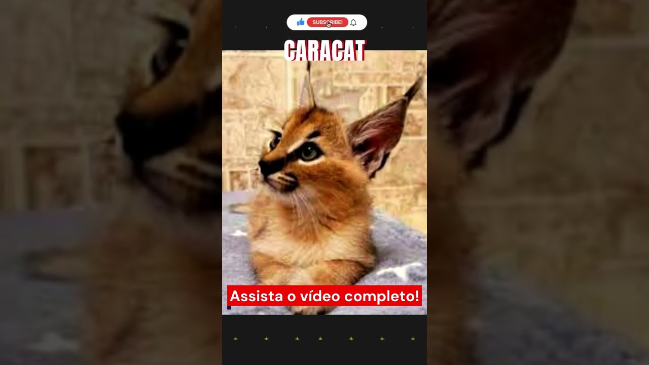 Caracal, Razas de gatos, zooplus Magazine