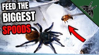 Feeding my 10 BIGGEST TARANTULAS!