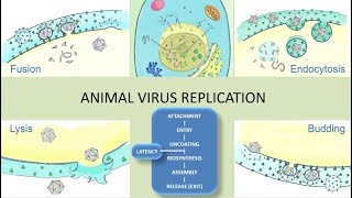 Animal Viruses and their host