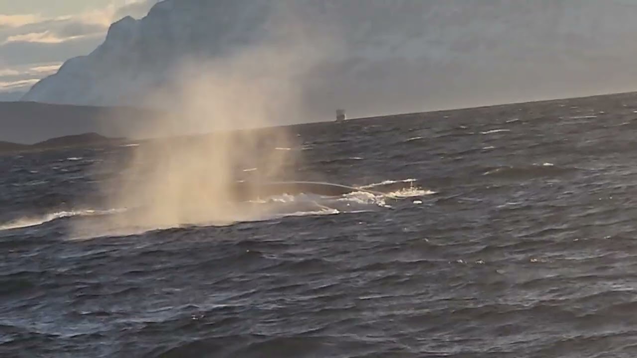 # anotherday anothervlog# another whale and orcas#