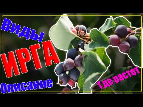 ИРГА описание, другое название, виды (сорта), как выглядит, где растет | ПОЛЕЗНАЯ ЯГОДА