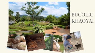 ตินตินให้อาหารกระต่ายและแกะคร้าบ ที่ Bucolic Khaoyai คาเฟ่บรรยากาศดีที่เขาใหญ่