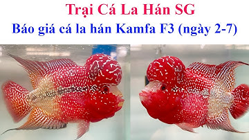 Báo giá cá la hán Kamfa F3 ngày 2-7 - Trại Cá La Hán SG
