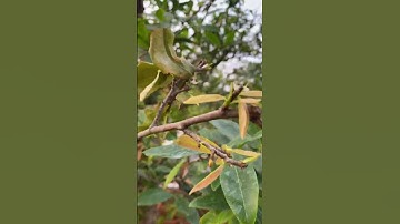 🍏 CCDV # 739. Những Cây Mai Vàng Phạm Phân Hư Rễ Cám & Nứt Vỏ Trên Nhánh T. Bạc Liêu ||CCDV. 28.02.