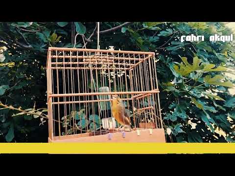 Greenfinch Song 868 - Haydo 25-06-2023