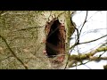 Black Woodpecker building nest / Zwarte Specht bouwt nest (Dryocopus martius)