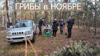 Польские грибы в ноябре! Закрытие сезона / Харьковская область