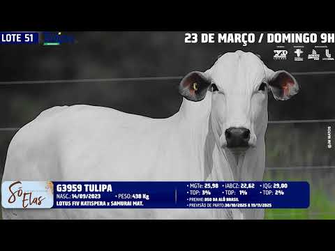 LOTE 51   TUL 3959