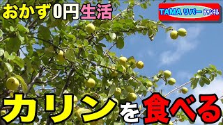 【おかず０円生活】カリンを食べる♪（砂糖漬け、焼酎漬け、花梨チップス、花梨ティー）