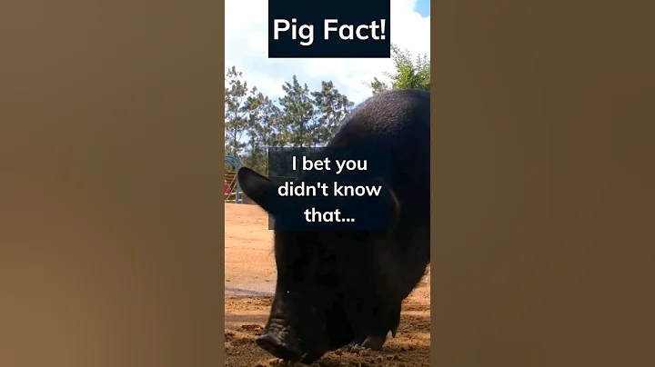 UNLEASHING the power of smart pigs! #shorts #animals #pigs