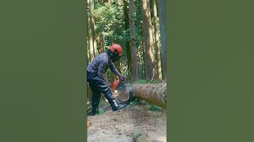 Introducing the new ECHO CS-4920 farmer chainsaw.