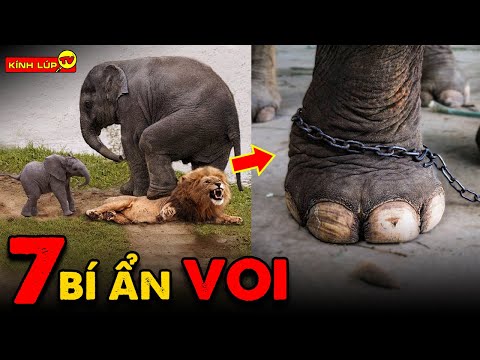 Video: Sự thật thú vị về loài voi. Một con voi sống trong tự nhiên bao lâu