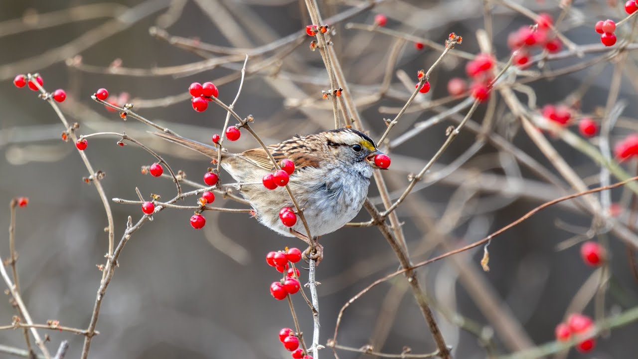 My Entire 2025 Birding & Photopraghy Year Film! Part 1