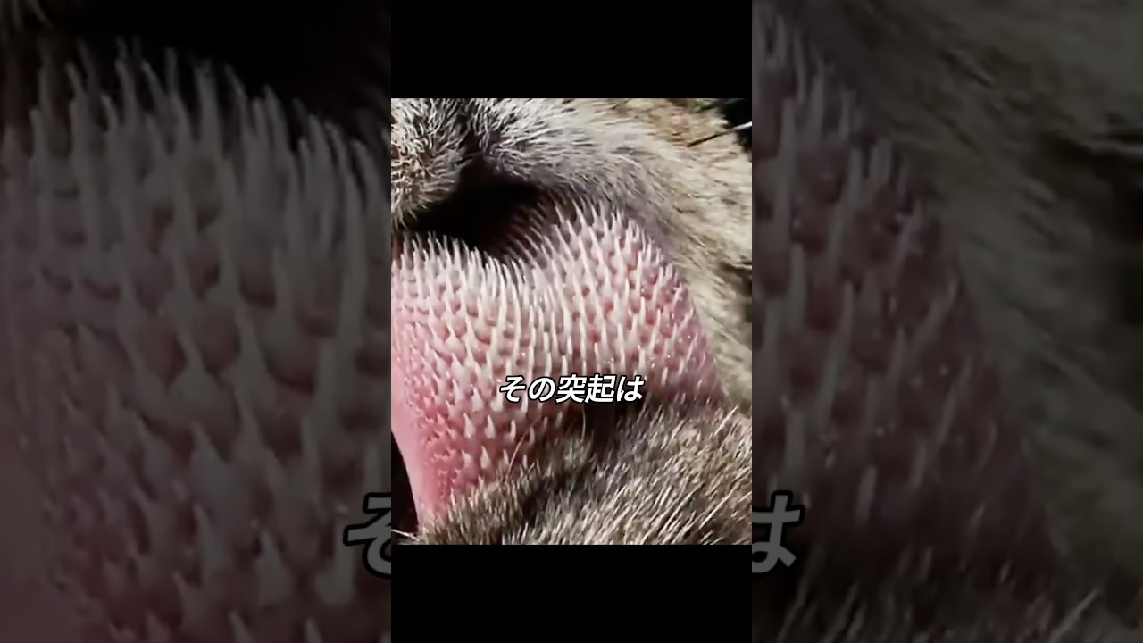 トラに舐められることが、噛まれるよりも恐ろしい理由 #トラ #動物